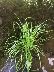 Carex lacustris