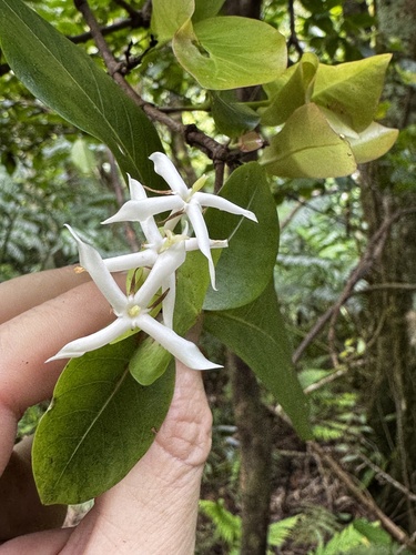 Ixora foetida observed 2024-10-29