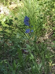 Penstemon cyananthus