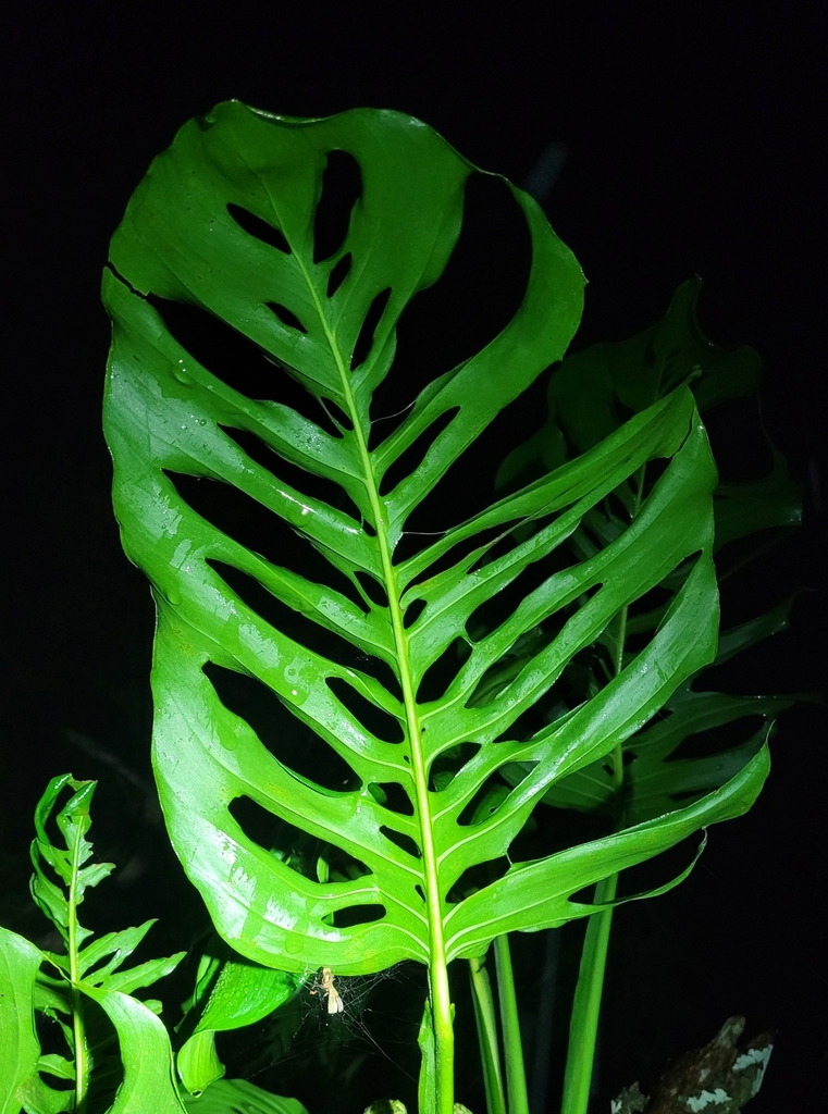 Monstera adansonii