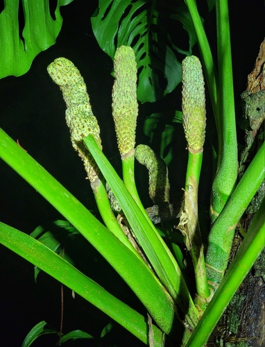 Monstera adansonii