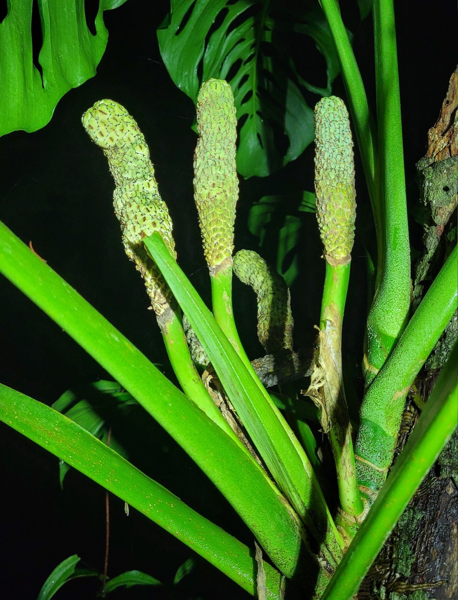 Swiss cheese-plant (Monstera adansonii)  iNaturalist