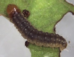 Strepsicrates ejectana