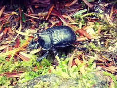 Enoplotrupes