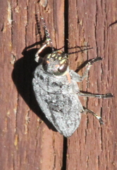 Buprestinae