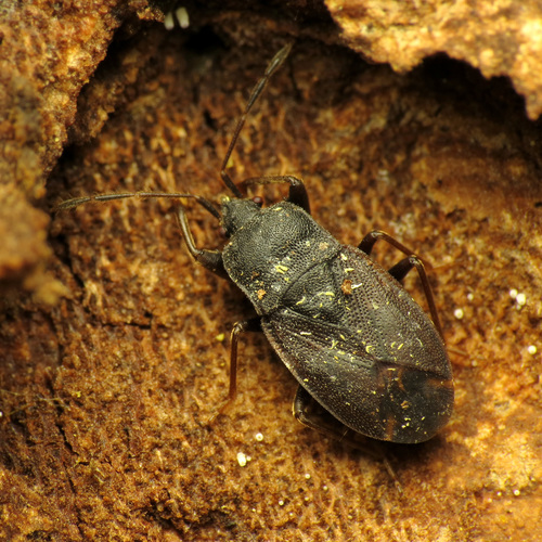 Drymus crassus photo 2