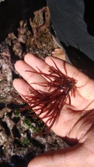 Gracilaria