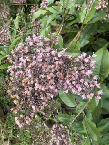 Ageratina ampla, photograph 3