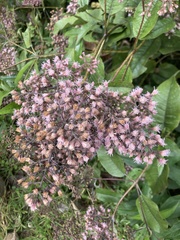 Ageratina ampla, photograph (c) julianazuluaga-carrero, some rights reserved (CC BY-SA)