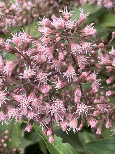 Ageratina ampla, photograph 4