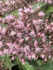 Ageratina ampla, photograph (c) julianazuluaga-carrero, some rights reserved (CC BY-SA)