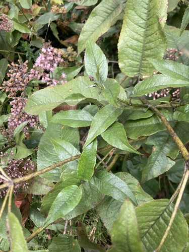 Ageratina ampla, photograph 5