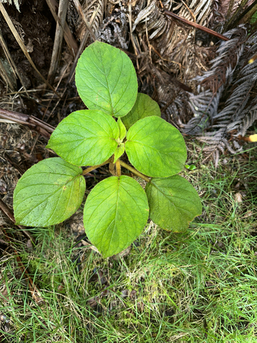 Image of Cyrtandra platyphylla by (c) Nick T., some rights reserved (CC BY-SA)