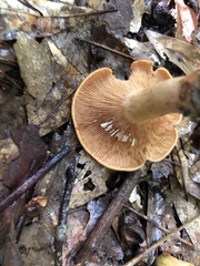 Lactarius peckii