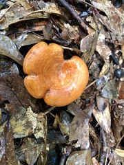 Lactarius peckii