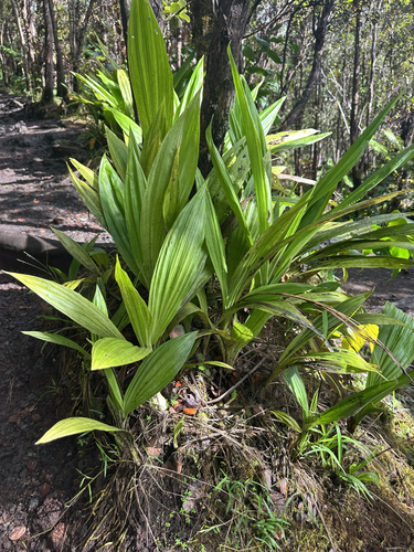 Calanthe tankervilleae