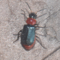 Collops tricolor