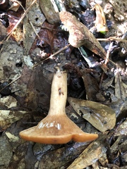 Lactarius peckii