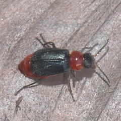 Collops tricolor