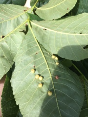 Caryomyia tuberculata