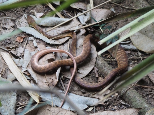Brown Tree Snake sighting
