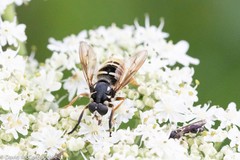 Temnostoma excentrica