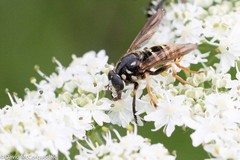 Temnostoma excentrica