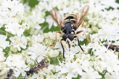 Temnostoma excentrica