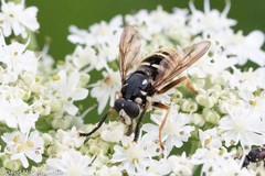 Temnostoma excentrica
