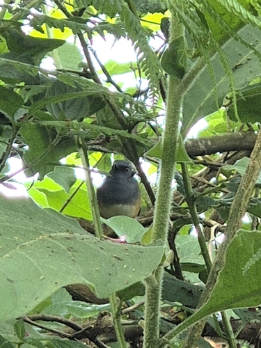 Nilgiri Blue Robin (Sholicola major), photo 7