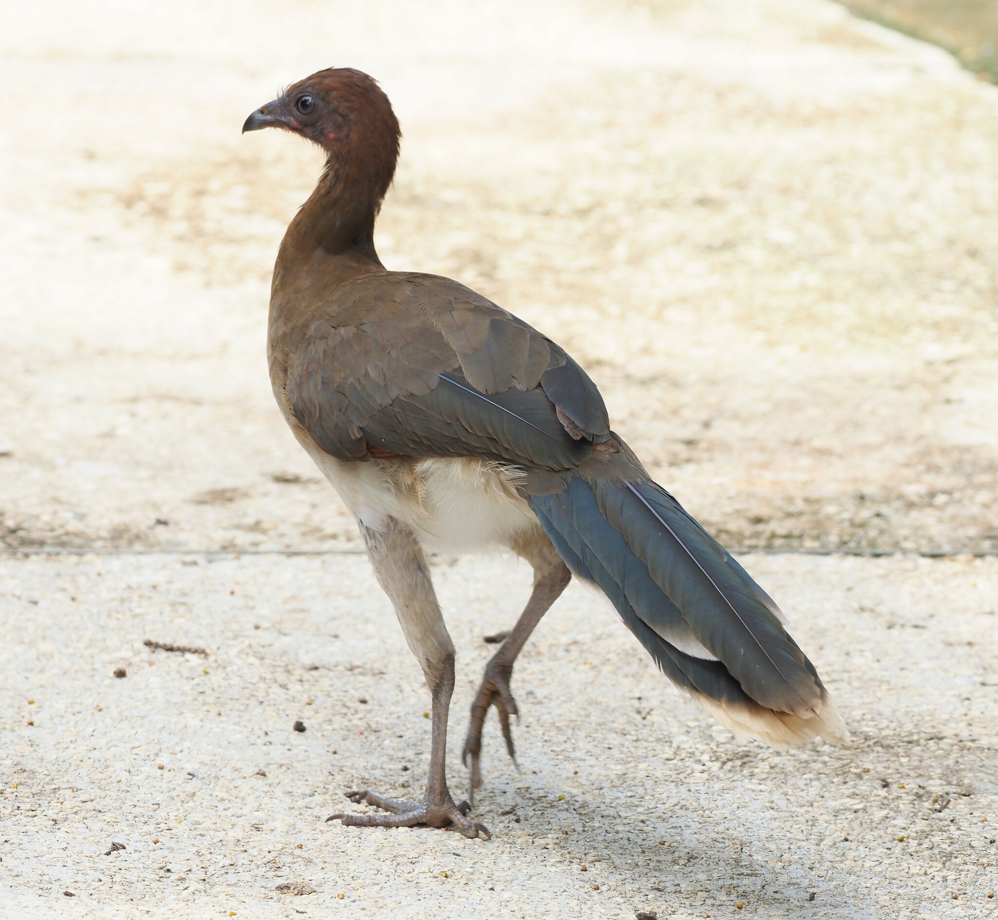Chestnut-winged Chachalaca (Ortalis garrula), photo 10