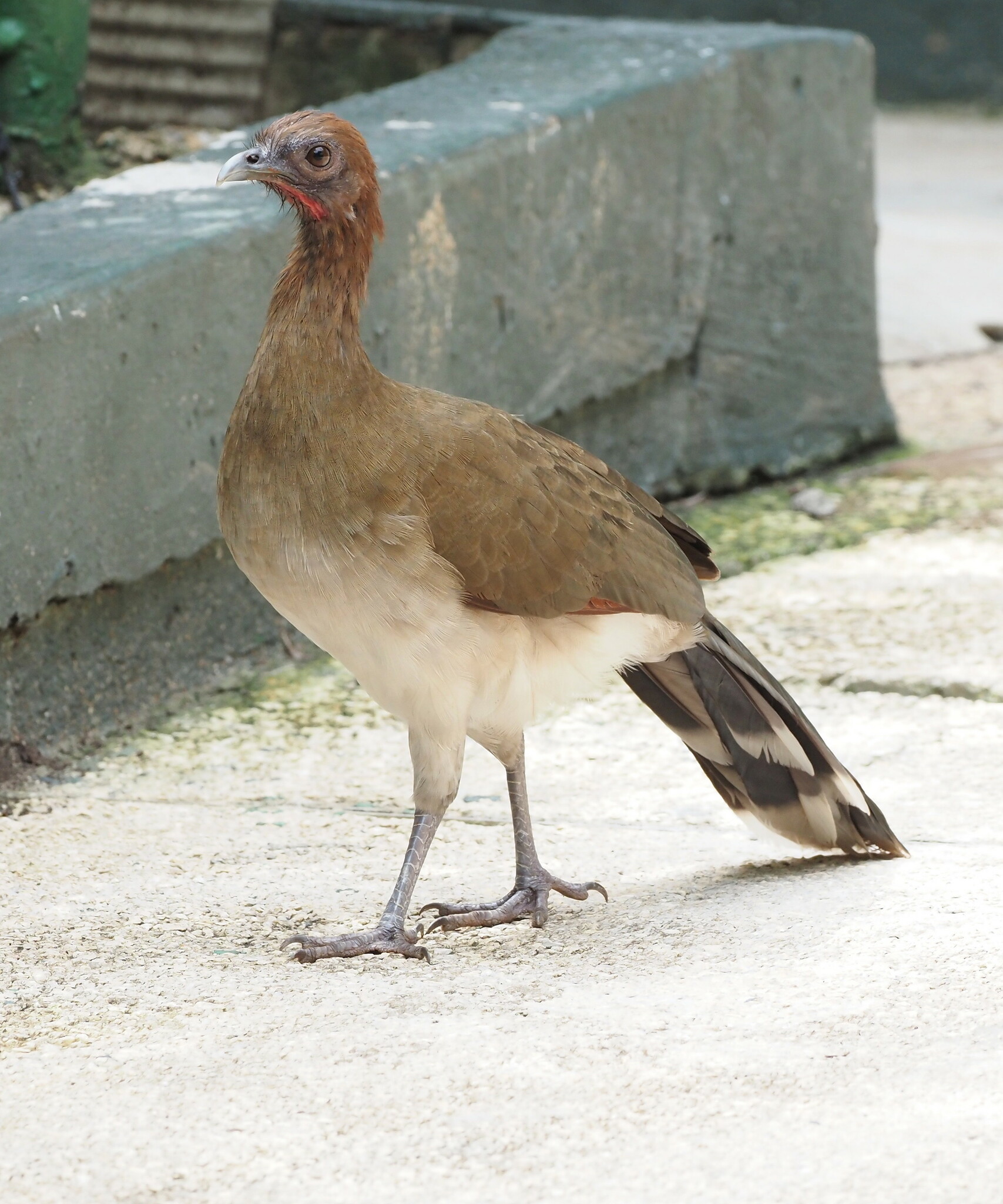 Chestnut-winged Chachalaca (Ortalis garrula), photo 9