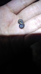 Indoplanorbis exustus