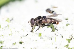 Sericomyia lata