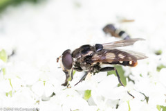 Sericomyia lata
