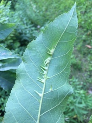 Caryomyia ansericollum