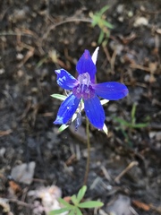 Delphinium bicolor