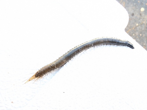 Pherusa affinis