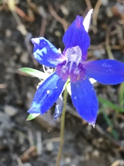 Delphinium bicolor