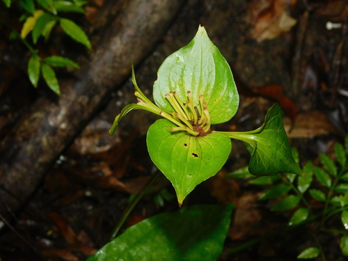 Image of Tacca palmata by (c) Ganjar Cahyadi, some rights reserved (CC BY)