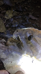 Stenocatantops cornelii