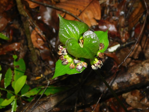 Image of Tacca palmata by (c) Ganjar Cahyadi, some rights reserved (CC BY)