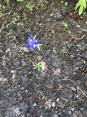 Delphinium bicolor