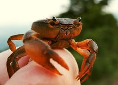 Potamonautini