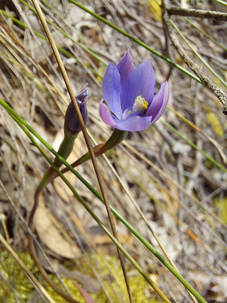 Thelymitra erosa