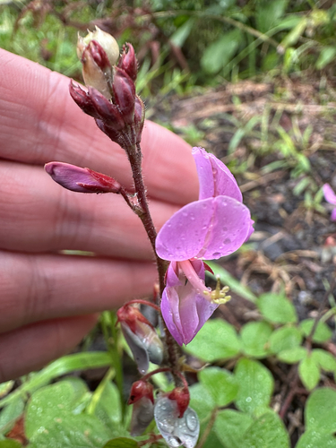 Image of Desmodium intortum by (c) Nick T., some rights reserved (CC BY-SA)