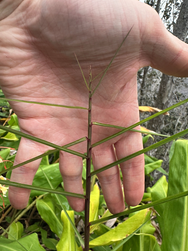 Image of Schizachyrium microstachyum by (c) Nick T., some rights reserved (CC BY-SA)
