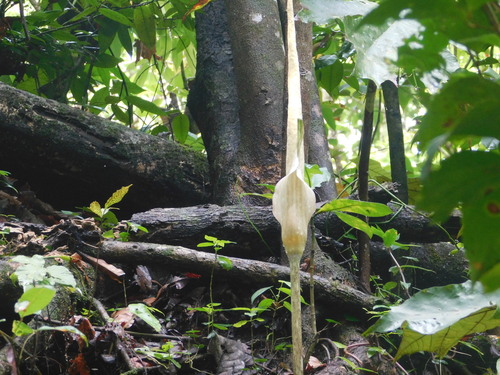 Amorphophallus variabilis, photograph 2