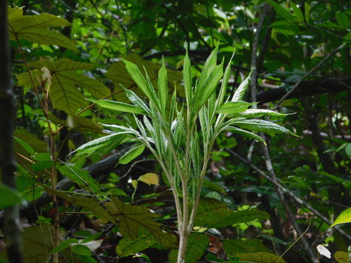 Amorphophallus variabilis, photograph 3