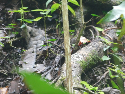 Amorphophallus variabilis, photograph 4